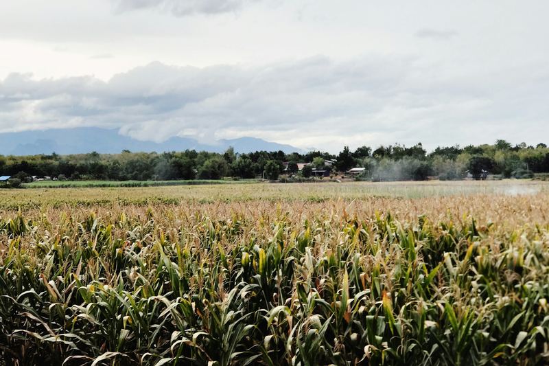Ladang jagung hijau yang tinggi di bawah langit cerah
