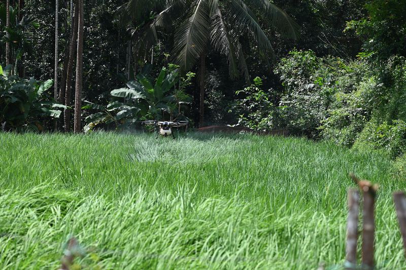 Drone pertanian menyemprotkan kabut halus di atas sawah hijau di samping pohon kelapa