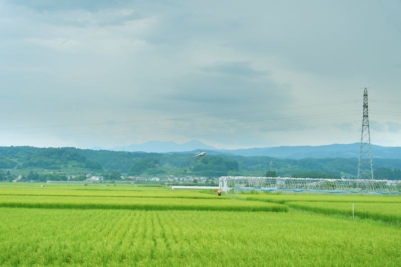 Drone semprot terbang rendah di atas hamparan sawah hijau dengan perbukitan di kejauhan